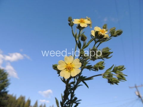 cinquefoil, sulfur